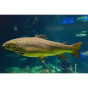 Фарби " Trout " (1)