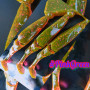 Барвник GreenPink 
